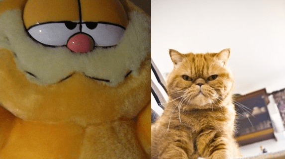 10 Iconic Cartoon Cats and Their Real-Life Counterparts – iHeartCats