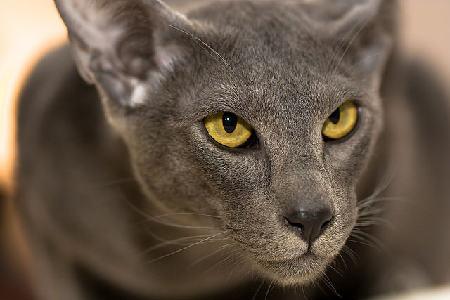 5 Things You Didn T Know About The Oriental Shorthair