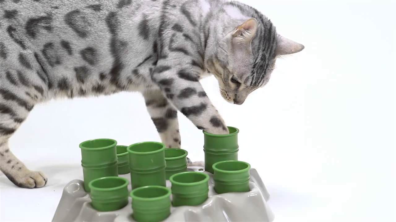 A cat stimulation feeder. Image source: Aikiou.com