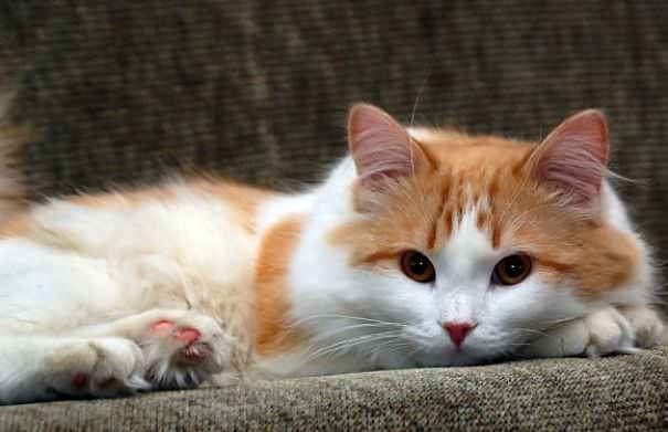 5 Things You Didn't Know About The Turkish Van