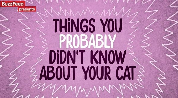 9 Things You Probably Didn T Know About Cats