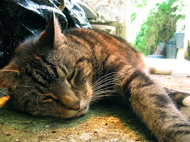 5 Signs Of Heat Stroke In Cats IHeartCats All Cats Matter