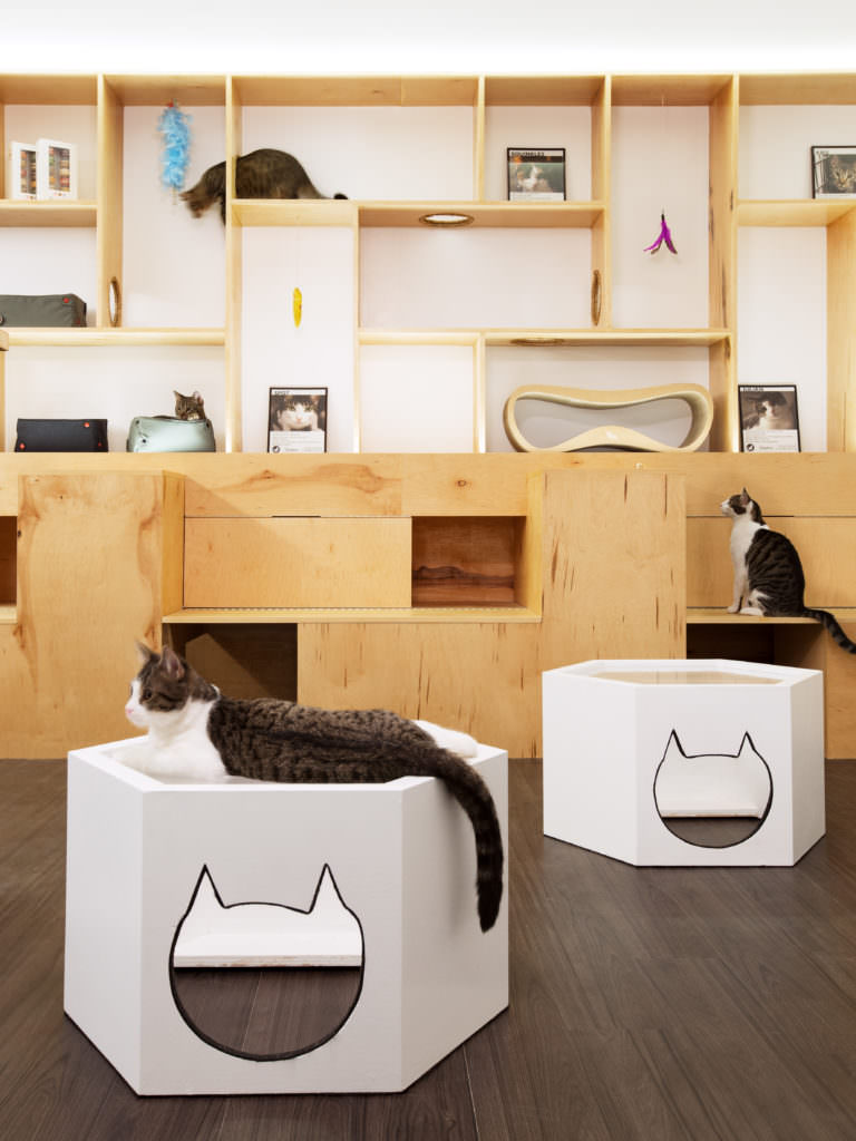 Image source: Sonya Lee Architect - Meow Parlour