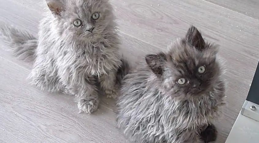 5 Things You Didn’t Know About The Selkirk Rex ...