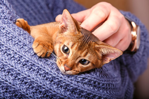 9 Signs Your Cat Is Insecure