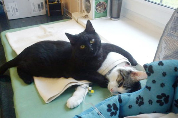 veterinary nurse cat hugs shelter animals radamenes bydgoszcz poland 1