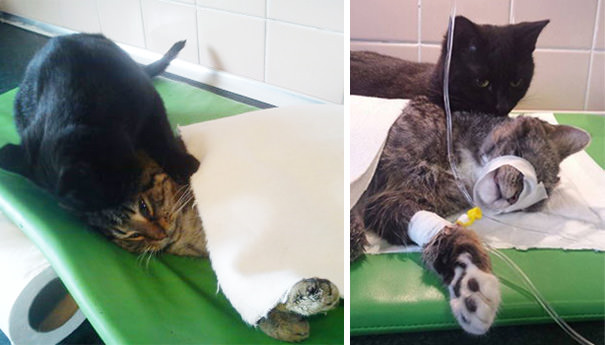 veterinary nurse cat hugs shelter animals radamenes bydgoszcz poland 6