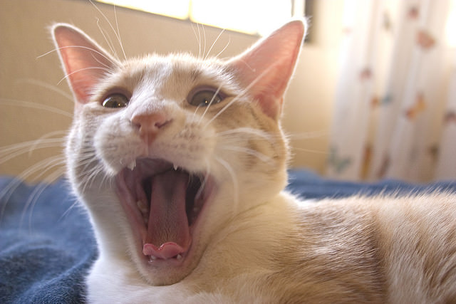 9 Dental Problems To Watch For In Cats