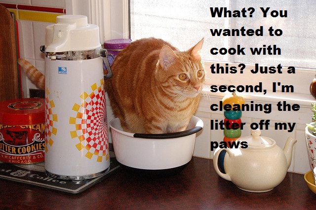 Why You Shouldn’t Feed Your Cat On The Counter