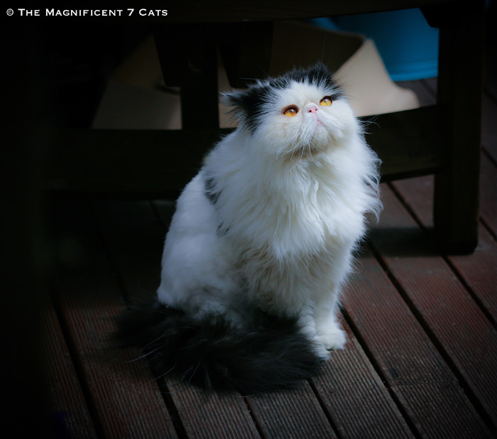 NORMAN for iheartcats 10 Aug 2015 Norman apparition