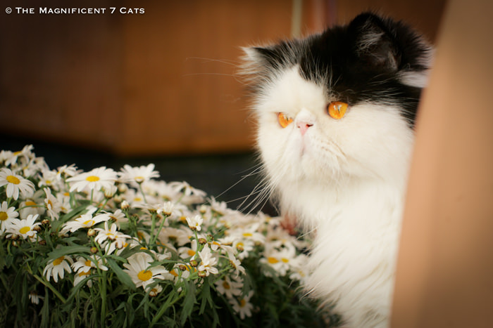 NORMAN for iheartcats 10 Aug 2015 Norman with the daisies