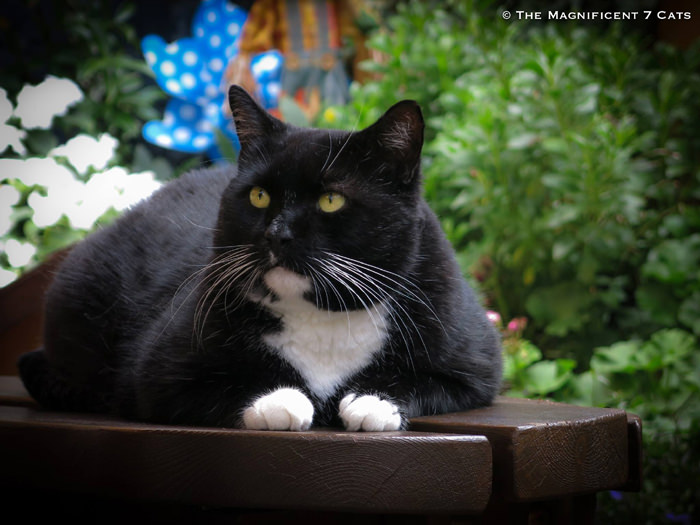 1 Rocky M7 for iheartcats 10 Sept 2015