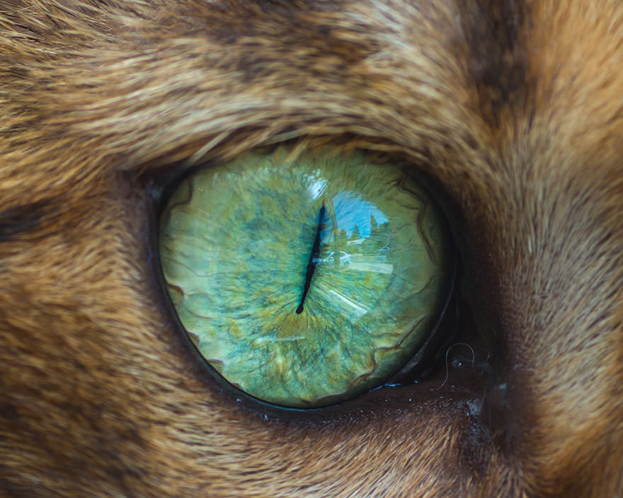 15-Macro-Shots-of-Cat-Eyes1