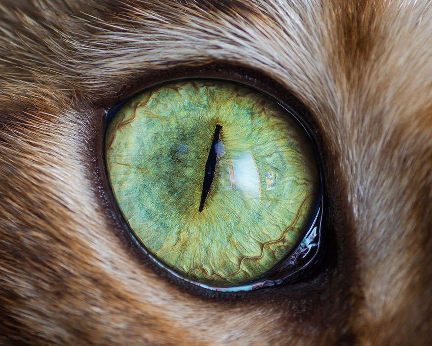 15-Macro-Shots-of-Cat-Eyes10