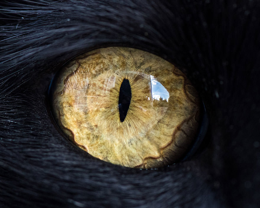 15-Macro-Shots-of-Cat-Eyes11