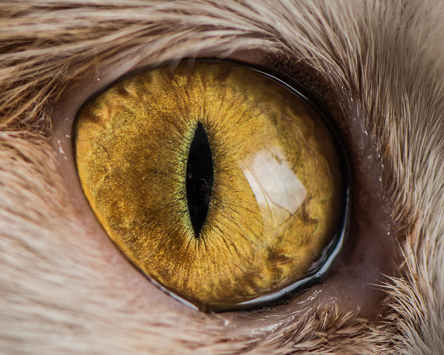 15-Macro-Shots-of-Cat-Eyes12