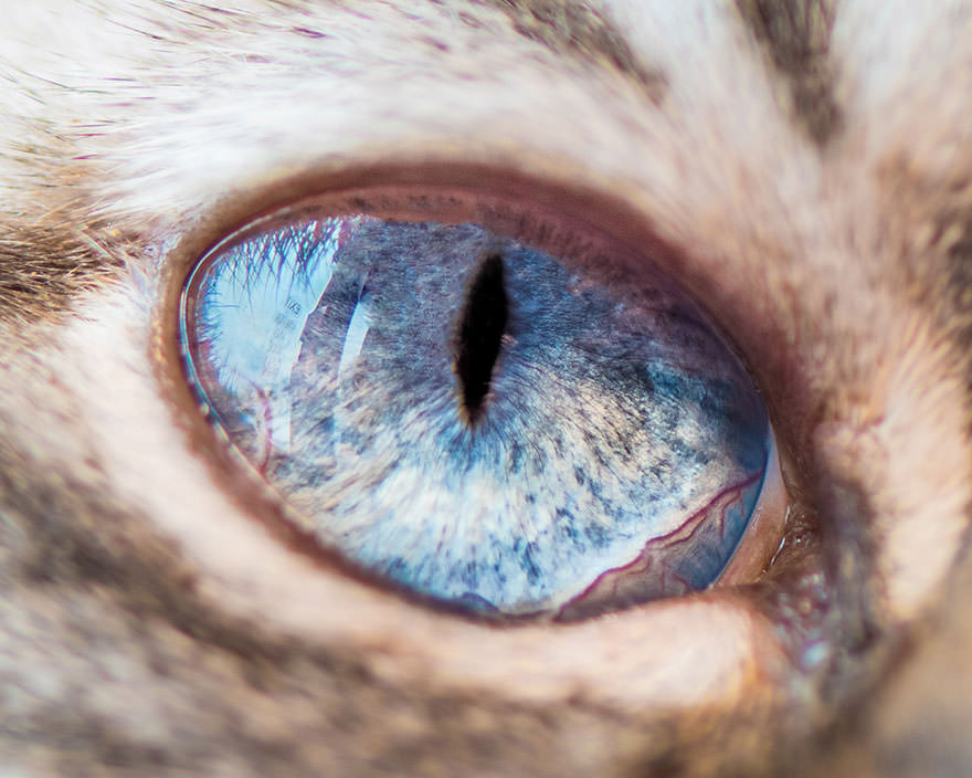 15-Macro-Shots-of-Cat-Eyes2