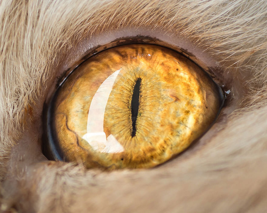 15-Macro-Shots-of-Cat-Eyes3