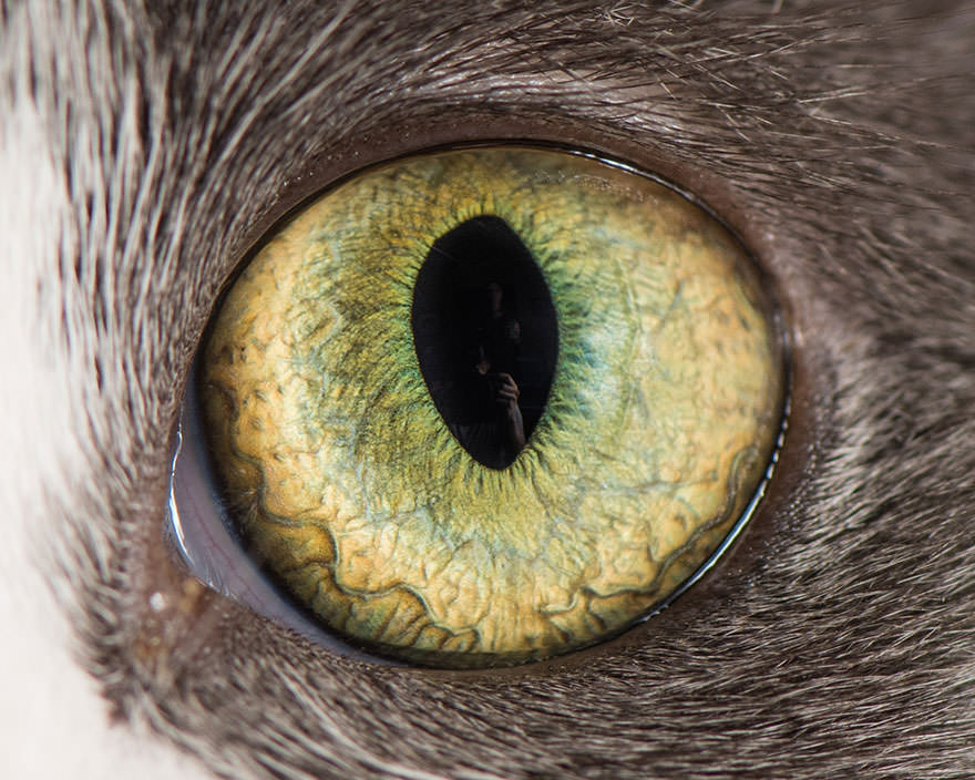 15-Macro-Shots-of-Cat-Eyes4