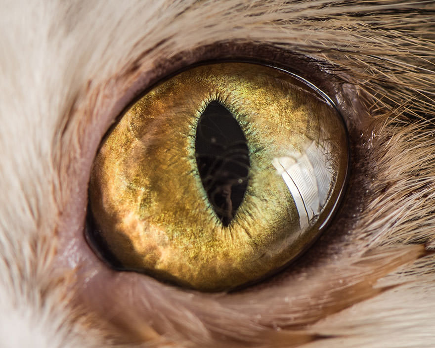 15-Macro-Shots-of-Cat-Eyes7