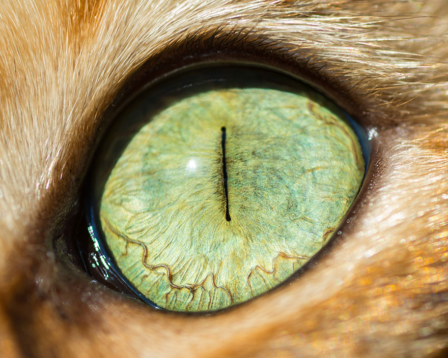 15-Macro-Shots-of-Cat-Eyes8