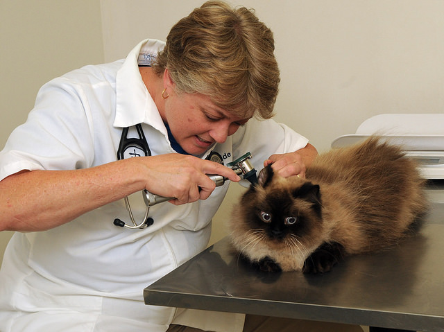6 Reasons to Choose a CatsOnly Veterinary Clinic