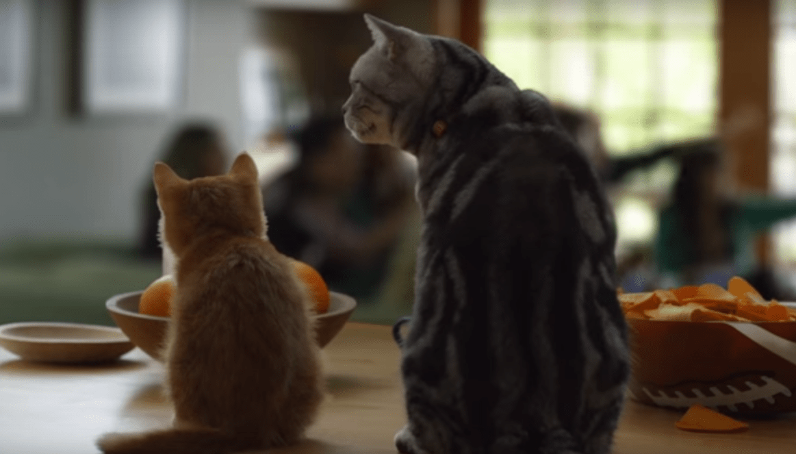 Cat Teaches Kitten About What To Do When The Humans Are Watching The