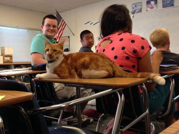 meet-bubba-the-full-time-student-cat-12-photos-10-e1440694988282