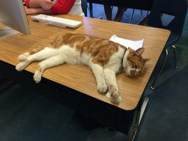 meet-bubba-the-full-time-student-cat-12-photos-3