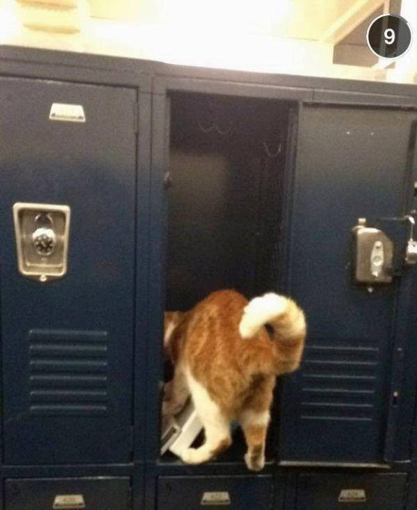meet-bubba-the-full-time-student-cat-12-photos-8
