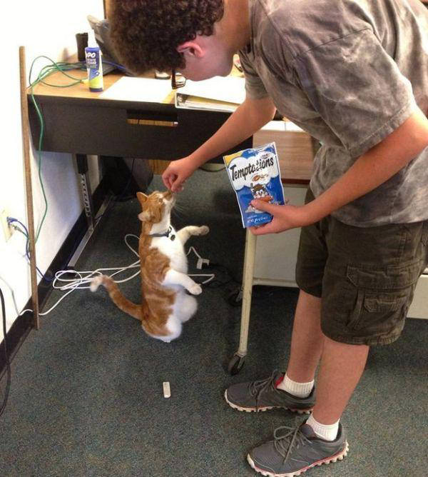 meet-bubba-the-full-time-student-cat-12-photos-9