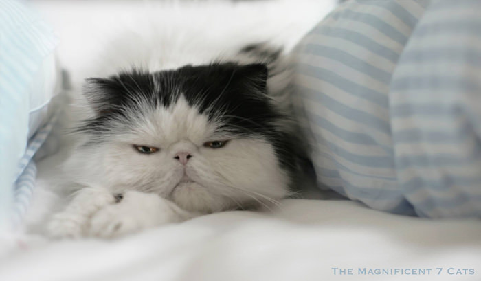 norm in bed iheartcats 28 Sep 2015