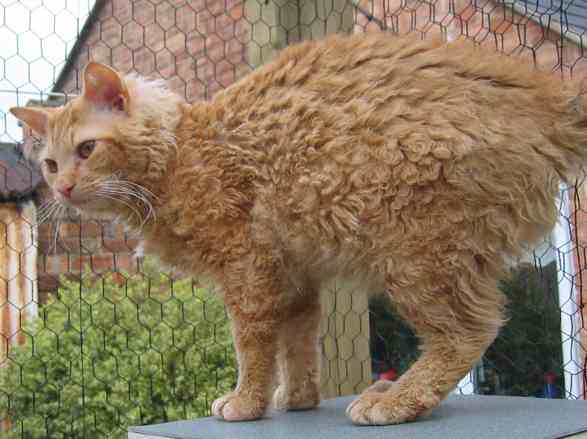 Image source: "Laperm LH red tabby" by Bebopscrx - Own work. Licensed under CC BY-SA 3.0 via Commons -