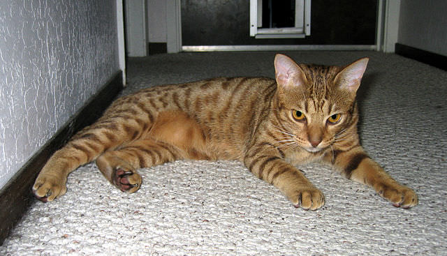 Image source:  "Chocolate-Spotted-Ocicat" by Check-Six at English Wikipedia - Transferred from en.wikipedia to Commons.. Licensed under Public Domain via Commons 