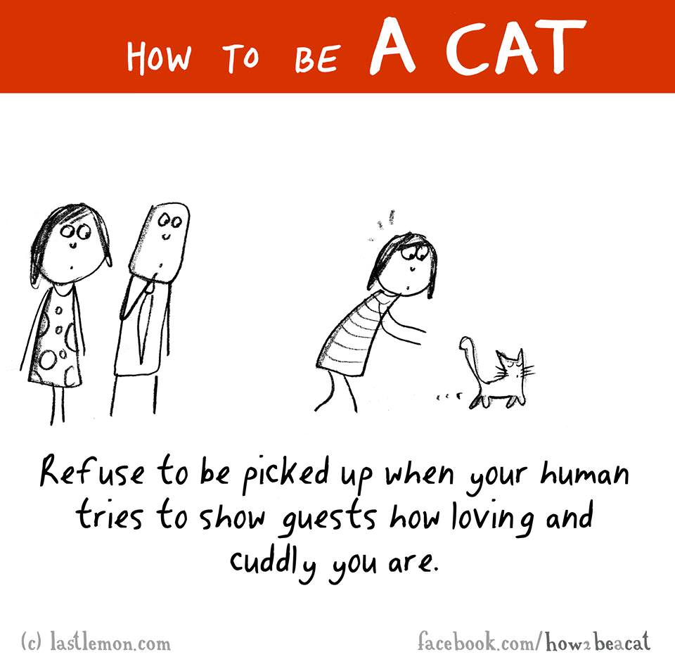 cat guests