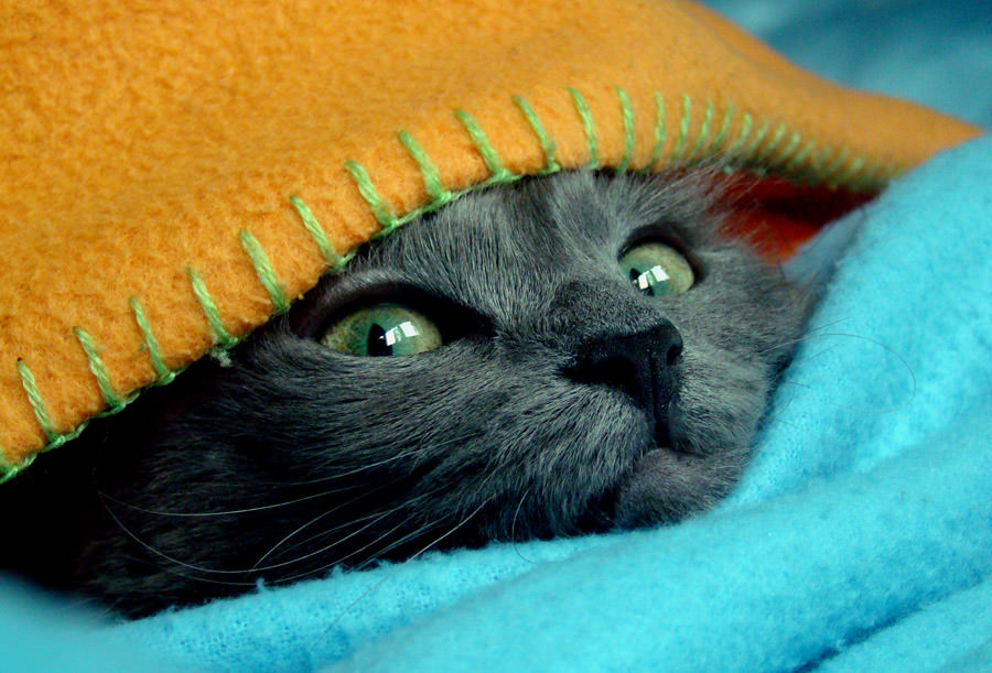 Cat blanket - Imgur