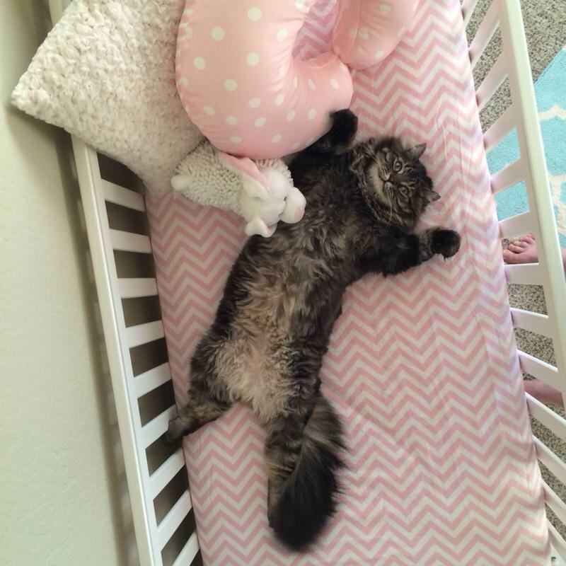 Cat in crib