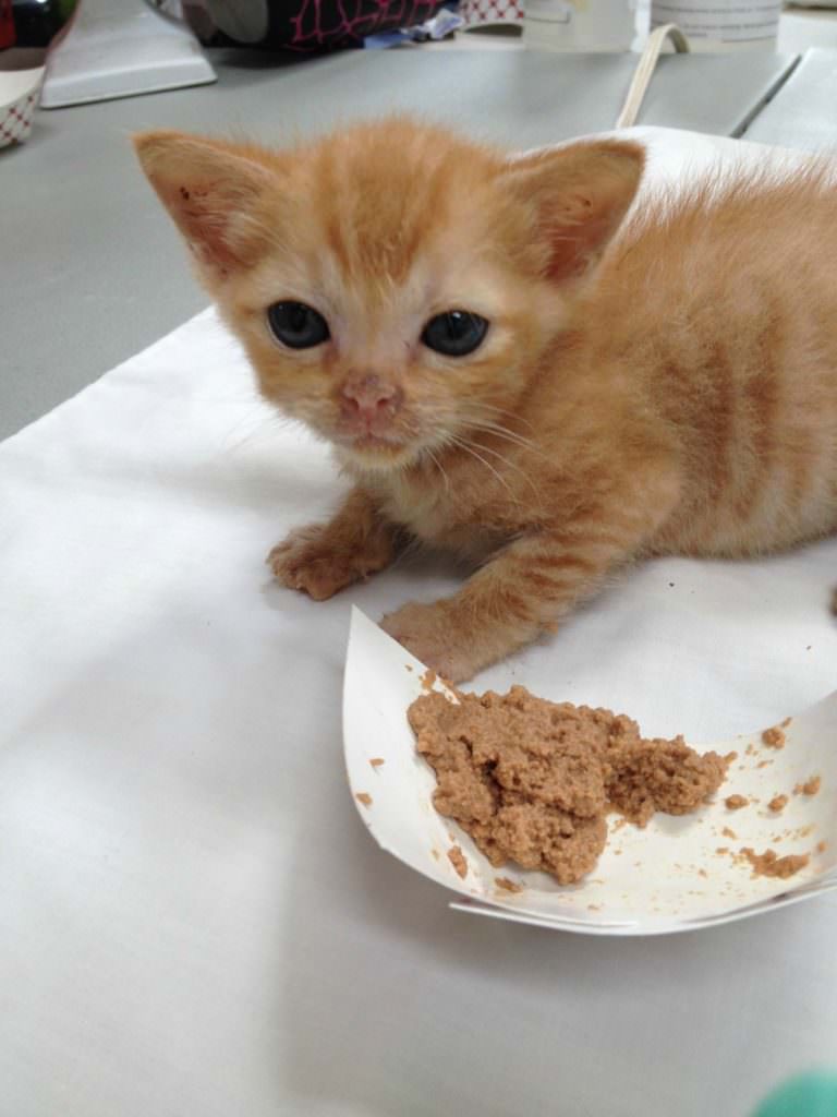 In a kitten nursery, the workers become surrogate parents and have to teach the kittens how to eat.