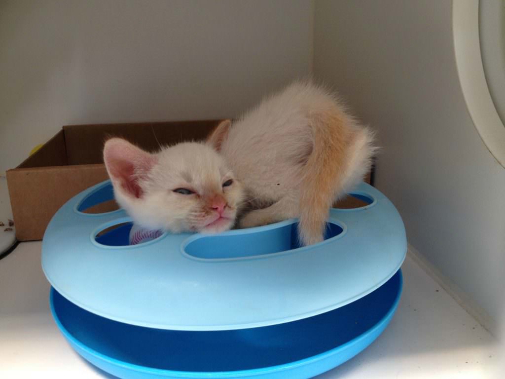 Just like their more mature counterparts, sometimes the kittens sleep in the most ridiculous places and positions.