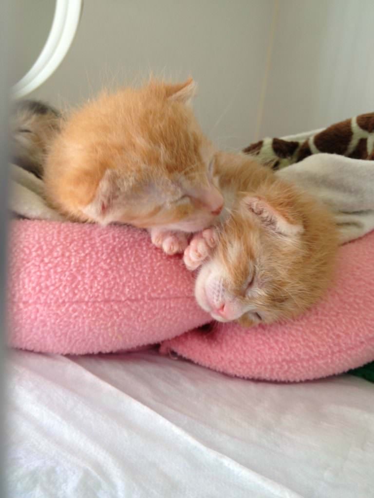 Here's some more teeny tiny kitten cuddling. Oh my goodness!!