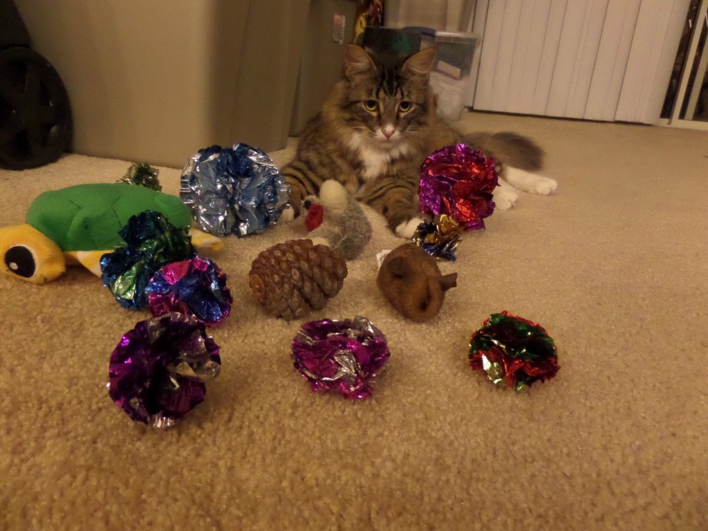 cat and toys