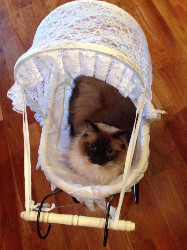 cat carriage