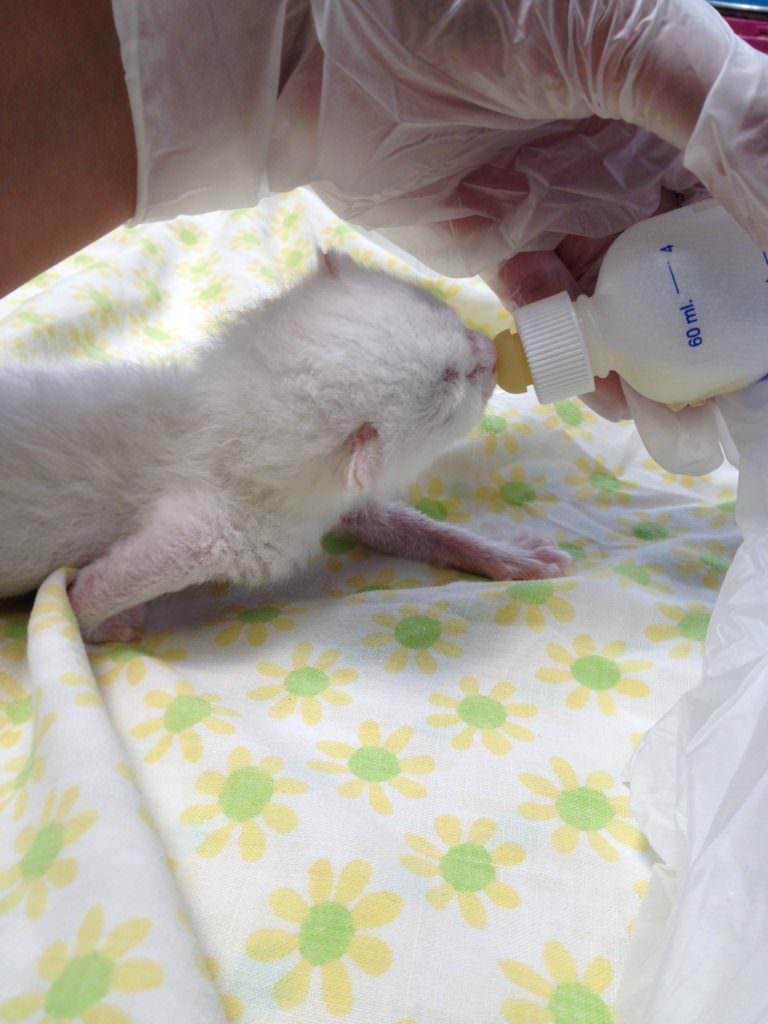 The kitten nursery workers bottle feed the youngest kittens until they're old enough to experiment with wet or dry food. 