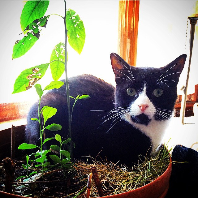 Does Your Cat Eat Houseplants? Here's Why (Plus Safety Tips)