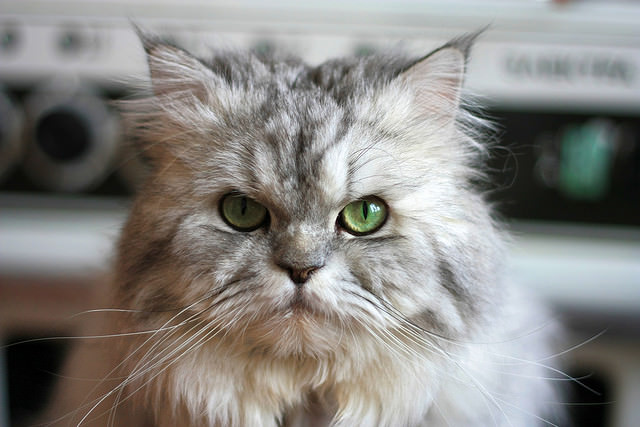 A typical round-faced cat.