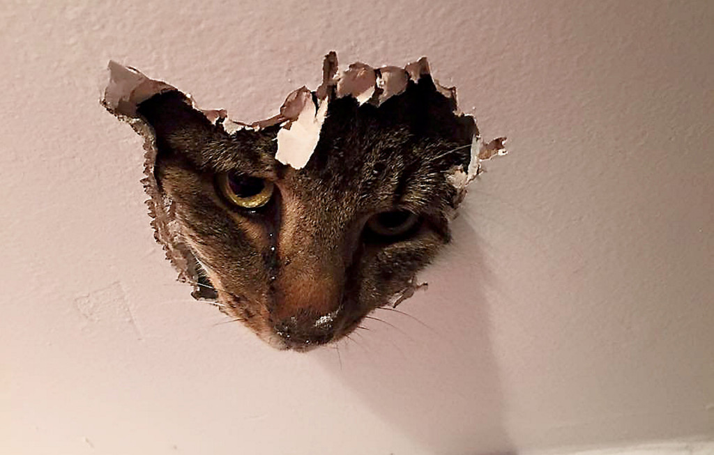 Cedric the cat was trapped in the roof of lingerie shop Provocat