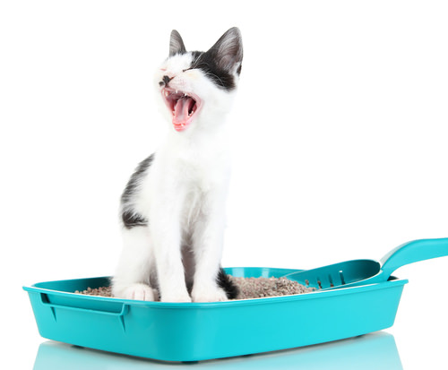 Ask A Vet How Often Should I Really Clean My Cat’s Litter Box