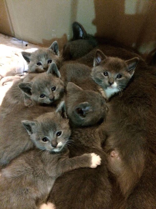 1 kitty bunch