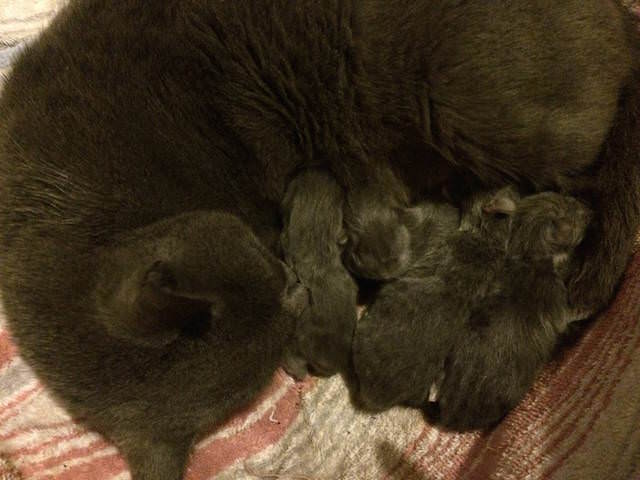 4 kitten bunch
