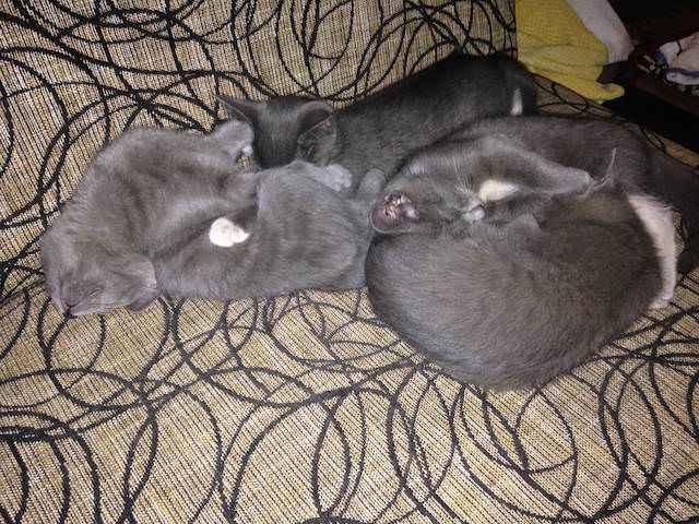 7 kitten buncb